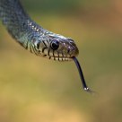 Rat snake